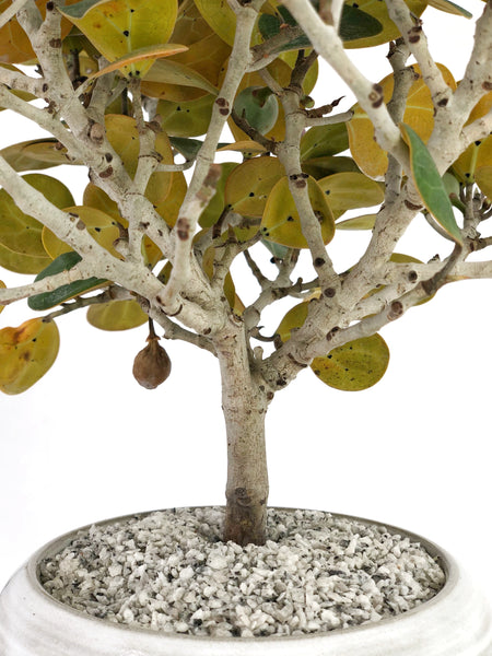 'Dolly' the Mistletoe Fig Tree