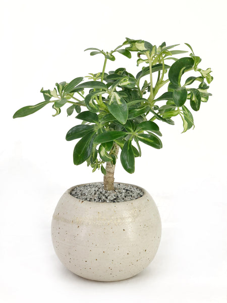 umbrella tree bonsai care Dwarf Umbrella Tree Bonsai – Dandy Farmer