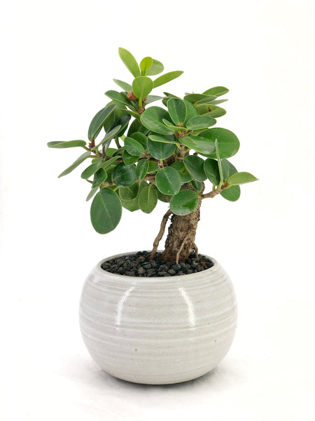 'Tig' the Green Island Fig