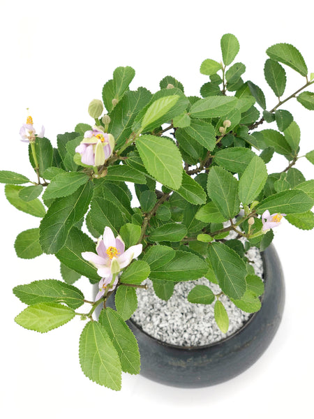 lavender star flower bonsai Lavender Star Modern Bonsai