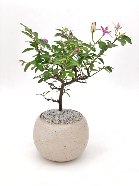 lavender star flower bonsai Lavender Star Modern Bonsai