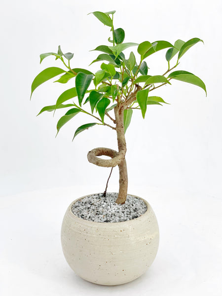 'Benny' the Weeping Fig Tree