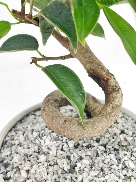 'Benny' the Weeping Fig Tree