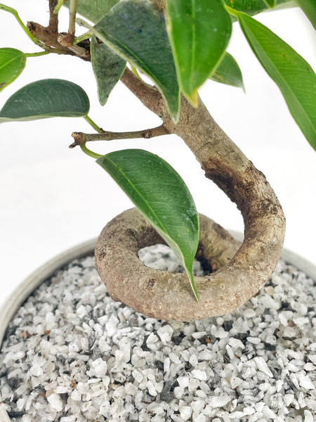 weeping fig bonsai tree Weeping Fig Modern Bonsai