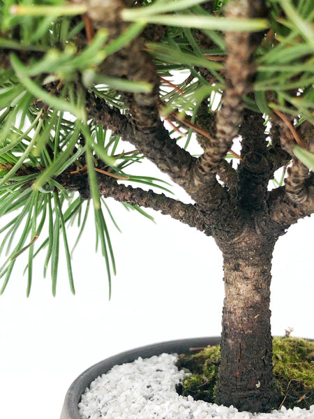 'Mugs' the Dwarf Mugo Pine