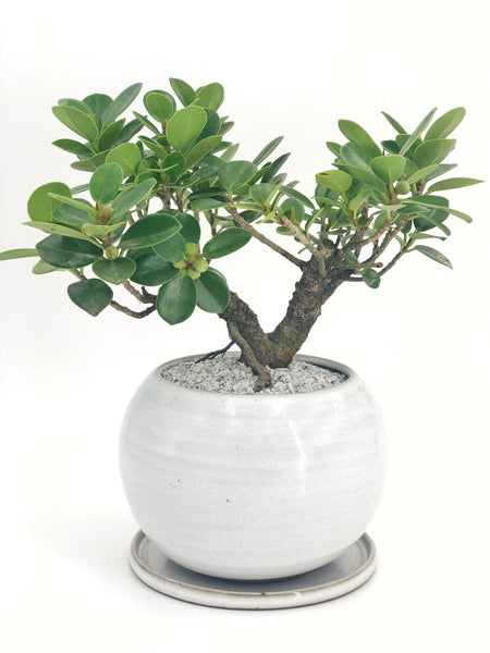 'Tig' the Green Island Fig