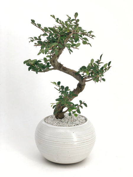 Japanese Elm Bonsai  The Bonsai Shop – Dandy Farmer