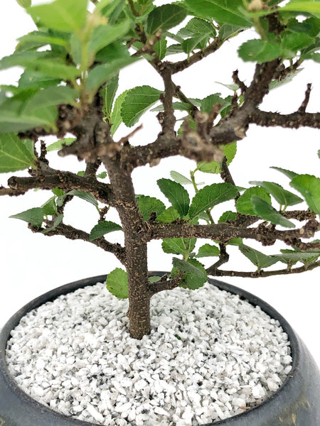 lavender tree bonsai Lavender Star Modern Bonsai