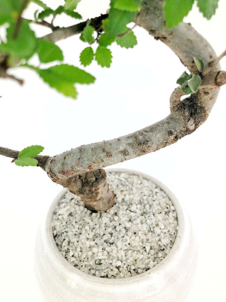 Japanese Elm Bonsai The Bonsai Shop Dandy Farmer