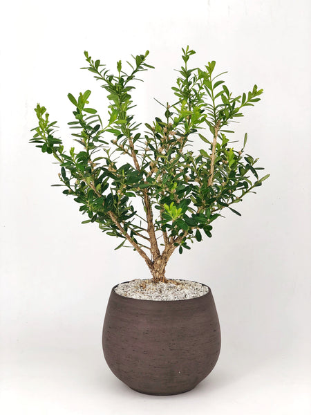 'Fei' the Chinese Boxwood