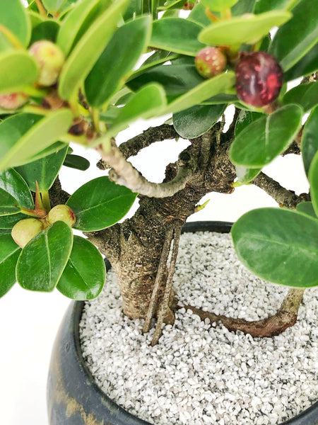 'Tig' the Green Island Fig