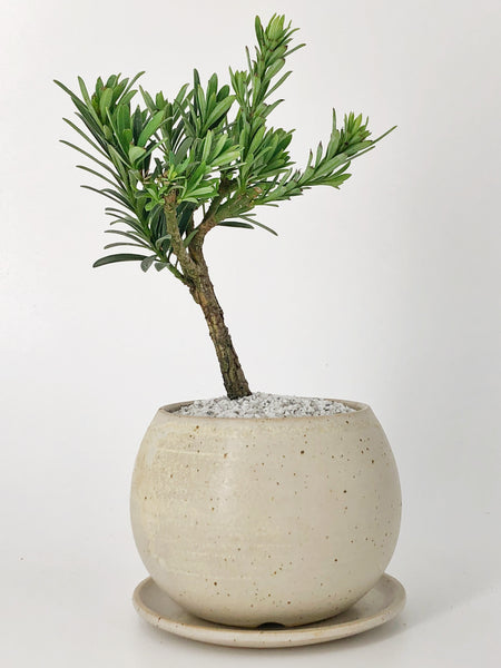 'Pouch' the Buddhist Pine