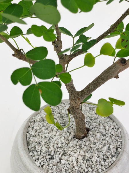 bonsai trees for sale san diego Campeche Bloodwood Bonsai