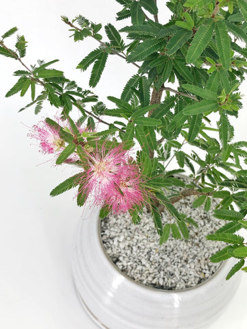 Pink Powderpuff Bonsai | The Bonsai Shop – Dandy Farmer