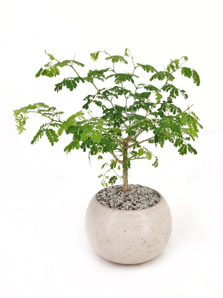 'Gilly' the Brazilian Rain Tree