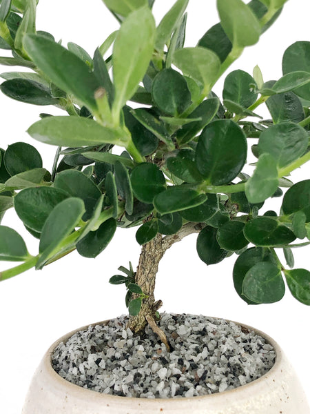 natal plum bonsai tree Dwarf Natal Plum