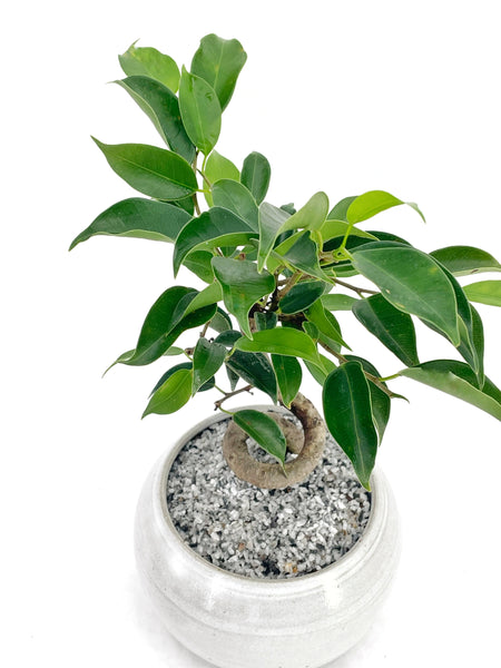 'Benny' the Weeping Fig Tree