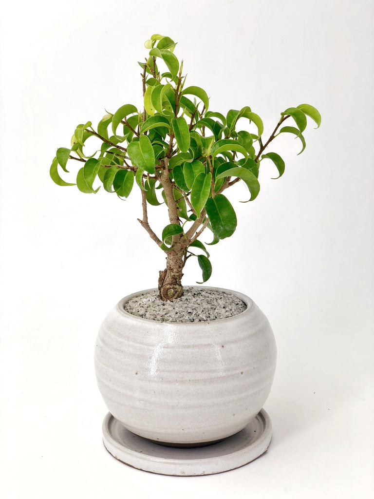 Caribbean Banyan Tree Modern Bonsai The Bonsai Shop Dandy Farmer