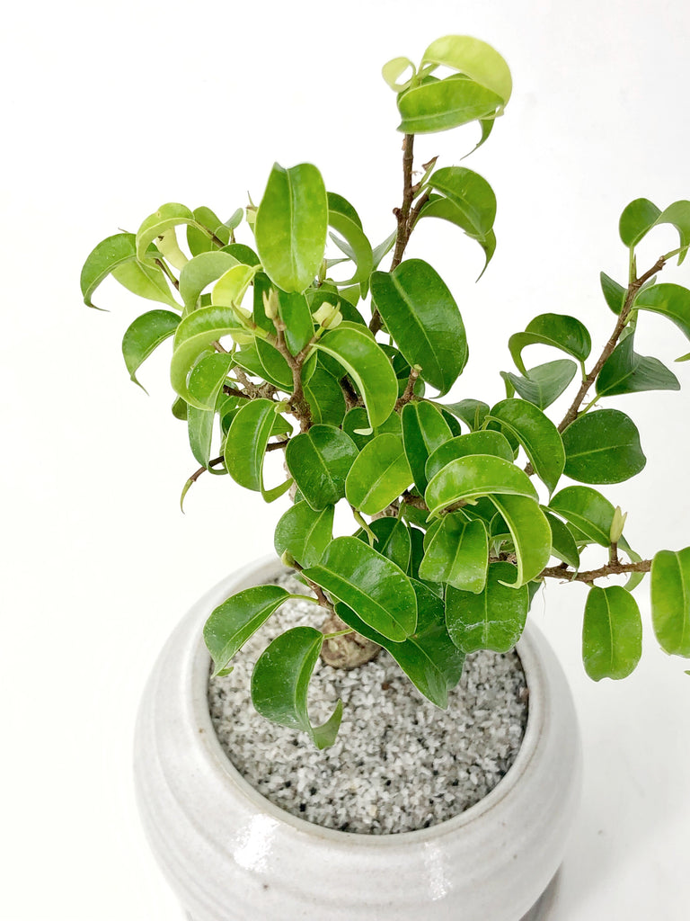 Caribbean Banyan Tree Modern Bonsai The Bonsai Shop Dandy Farmer