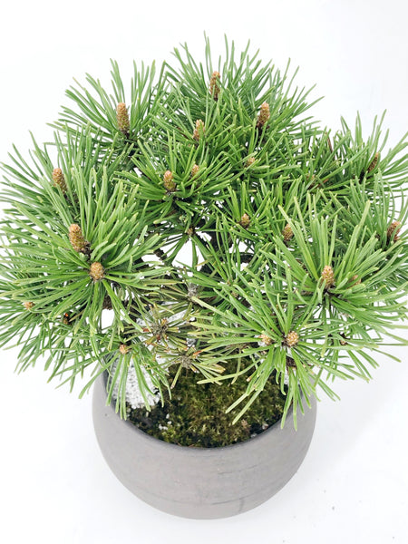 'Mugs' the Dwarf Mugo Pine