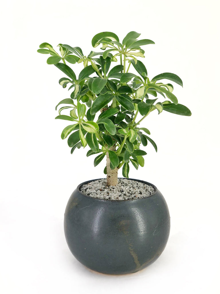 Dwarf Umbrella Tree Bonsai Dandy Farmer