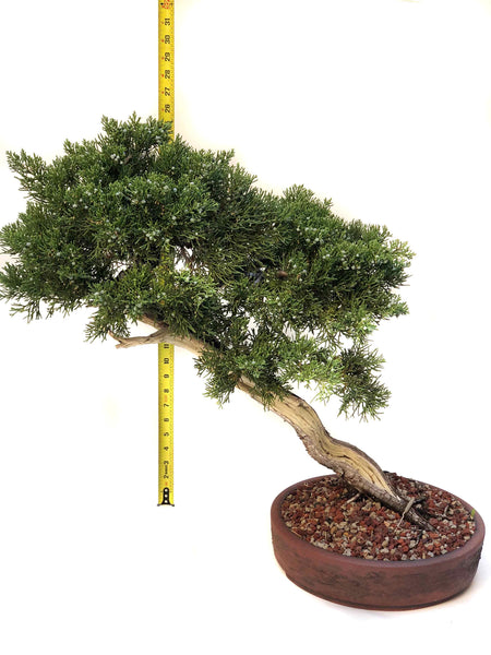bonsai tree red deer Eastern Red Cedar