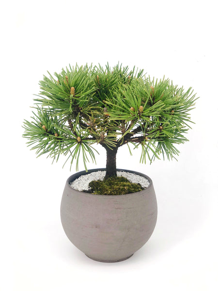 'Mugs' the Dwarf Mugo Pine