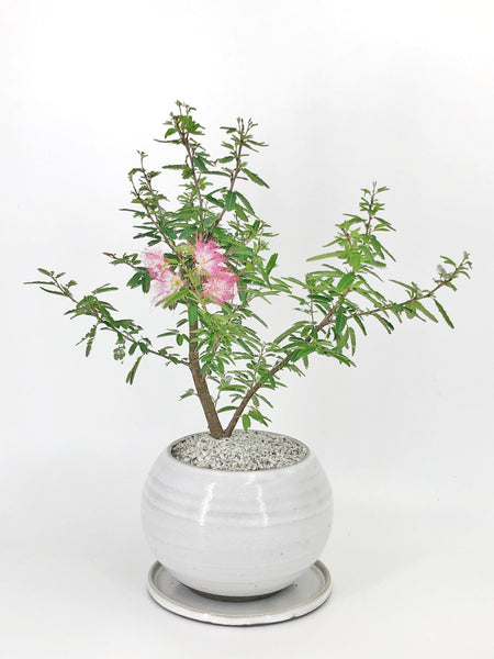 powder puff tree bonsai Pink Powderpuff Bonsai
