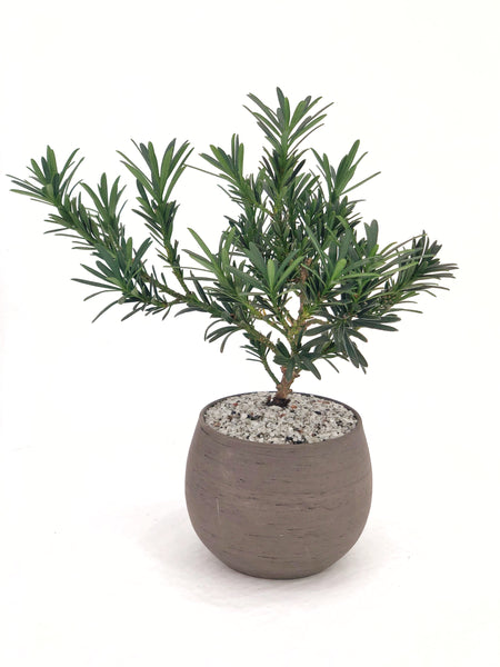 'Pouch' the Buddhist Pine