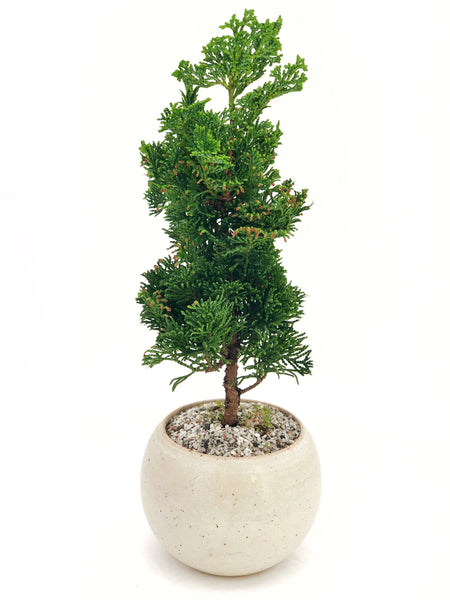 'Howell' the Hinoki Cypress