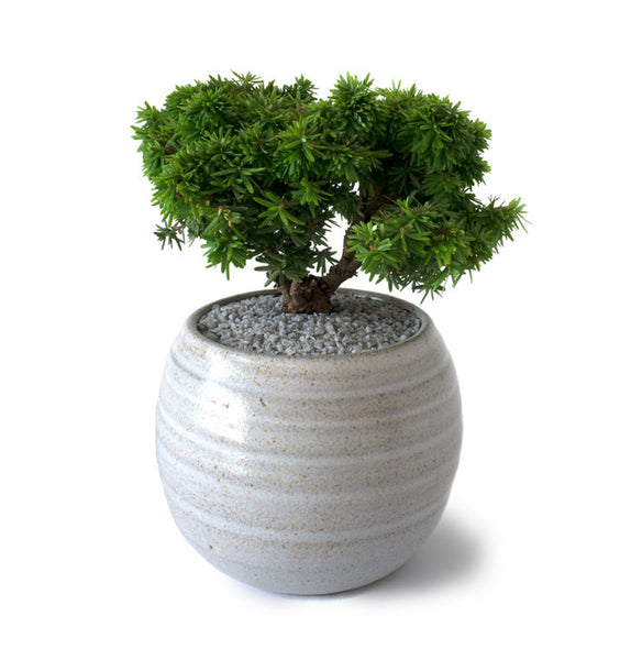 Abbott's Pygmy Canadian Hemlock Bonsai Tree